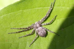 Philodromus-spec-g-c-2