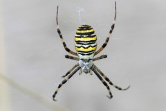 argiope-g-b-2