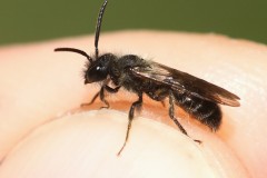 andrena-bicolor