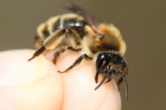 andrena-bimaculata-20-g-c-2