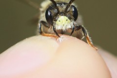 andrena-chrysosceles-10-g-c