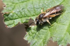 andrena-chrysosceles-4-g-c