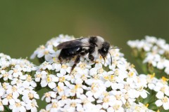 andrena-cineraria-11-g-c-3