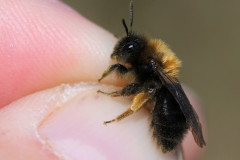 andrena-clarkella-g