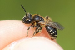 andrena-dorsata-11-g-c-3