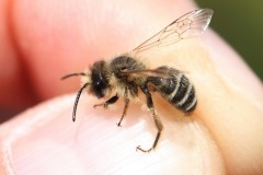 andrena-flavipes-inc-g-c-2