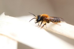 andrena-fulva-male-1-g-c-2