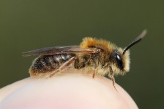 andrena-haemorrhoa-g-c-2