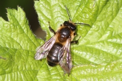 andrena-nigro-3-g-c