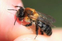 andrena-nitida-10-4-g-c