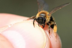 andrena-tibialis-2-g-c-2