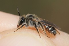 andrena-ventralis-fem-g-c-2