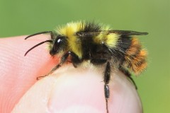 bombus-pratorum-11-g-c-2