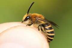 colletes-hederae-g-c-3