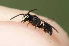 hylaeus-communis-11-g-c