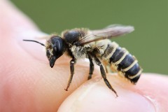 megachile-ericetorum-10-g-c-2