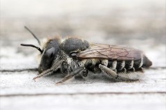 megachile-rotundata-g-c-2