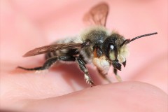 megachile-willughbiella-11-g-c-3