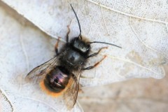 osmia-cornuta-male-g-c-3