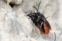 sphecodes-albilabris-g-c-2