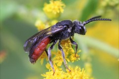 sphecodes-albilabris-g-c-3