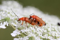 087-Rhagonycha-fulva