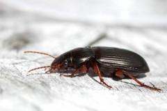 Harpalus-rufipes