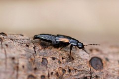 Tachinus-subterraneus-1-g-c-2