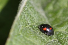 coccinelle-g-c