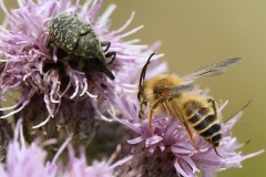 larinus-turbinatus-dasypoda-g-c-2