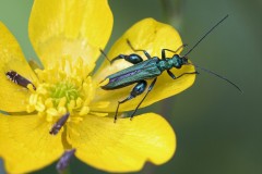 oedemera-nobilis-g-c-2