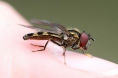 Platycheirus-albimanus-10-g-c-2