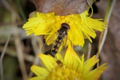 Platycheirus-scutatus-2-g-2
