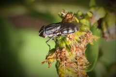 Stomorhina-lunata-2-g-c