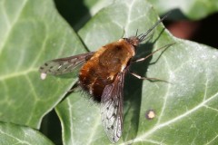 bombyle-discolor-2-g-c