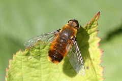 bombyle-hott-g-c