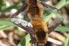 bombyle-major-g-c