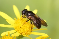 cheilosia-sp-11-g-c-2