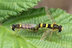 syrphes-in-copula-g-c-2