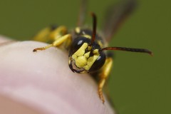 cerceris-arenaria-g-c