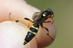 ichneumon-sarcitorius-g-c-2