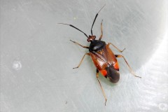 Deraeocoris-ruber