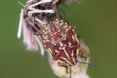 carpocoris-purp-larve-g-c-2