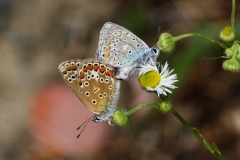 039-azure-commun