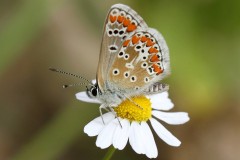 045-collier-de-corail-2