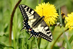 048-machaon