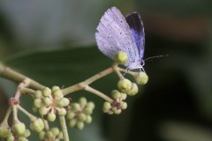azure-des-nerpruns-g-c-2
