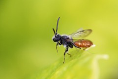 Nomada-fabriciana