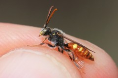 nomada-ferruginata-91-g-c-2