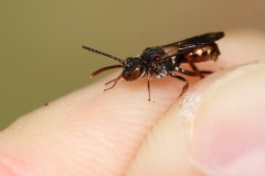 nomada-flavoguttata